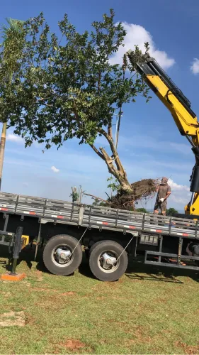 Transplante e poda de árvores adultas