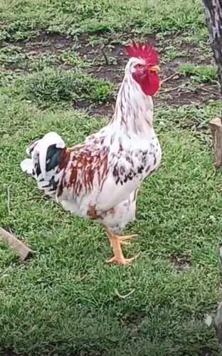 Frango GSB