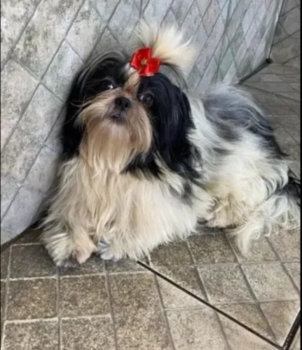 SHIHTZU FÊMEA ADULTA 