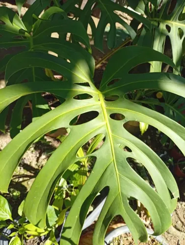 Mudas de plantas e plantas adultas