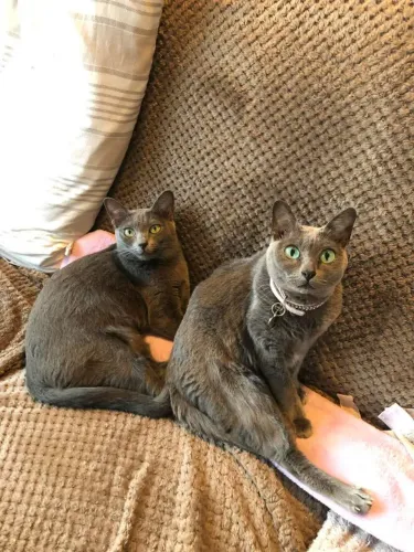 Russian blue com pedigree