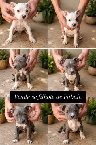 Filhote pit bull 