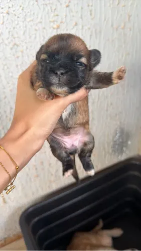 Shih tzhu mini para reserva!