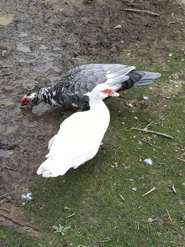Patos , fêmea ou macho