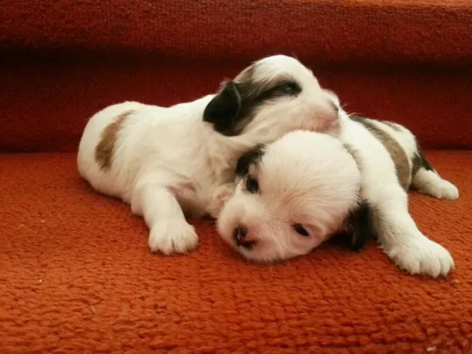 Lhasa Apso carinhoso