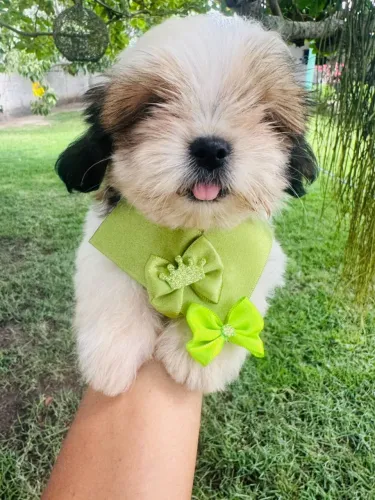 VENDE-SE FILHOTE DE SHIH TZU MACHO!!!