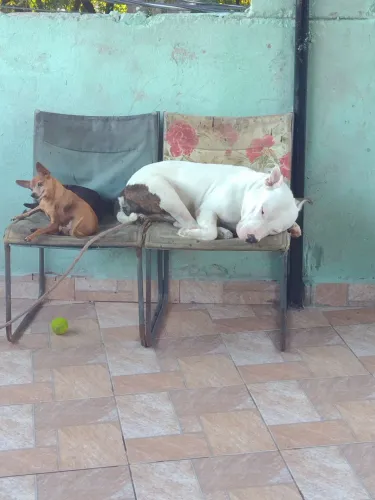 Irmãos dois Pincher mãe e filho e Pit Bull 
