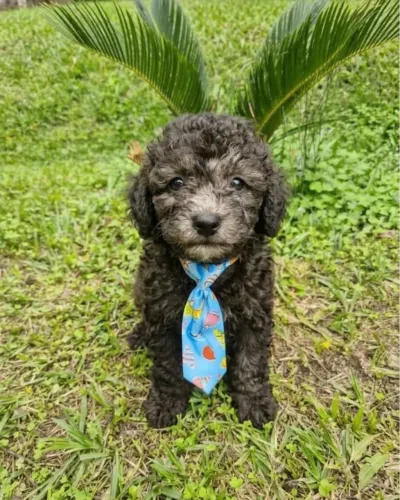 Filhote de poodle mini toy macho