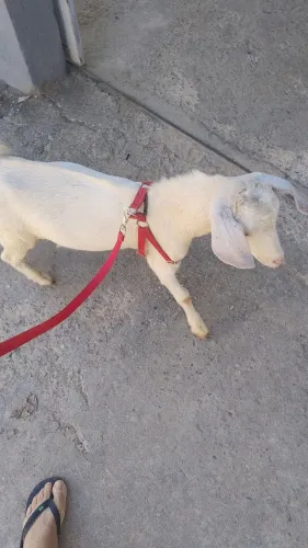 Vendo este cabritinho