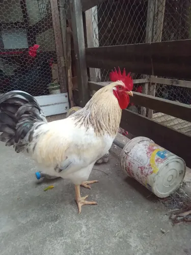 Vendo esse frango