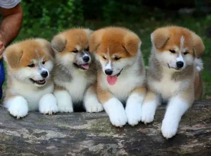 Akita Inu 