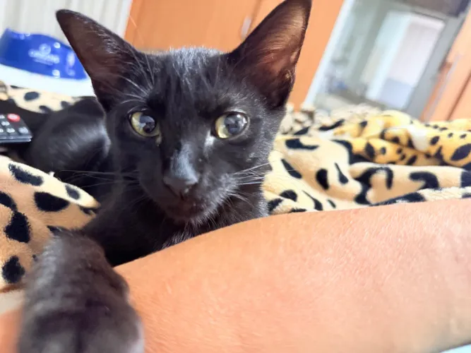 Adoção Gatinhos filhotes