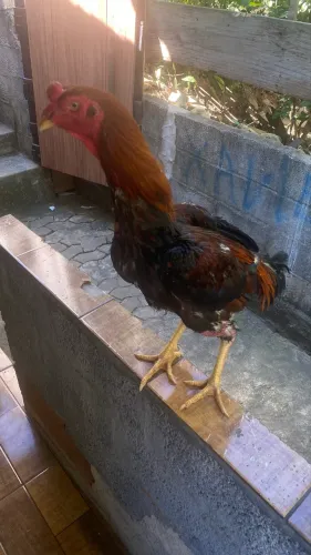 Galo