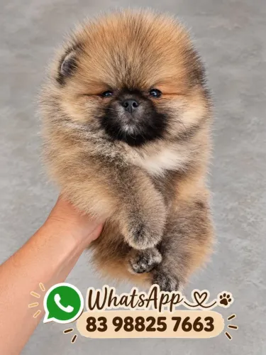 Lulu da pomerania