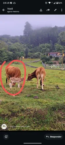 Vaca primeira cria com cria fêmea de 1 mes