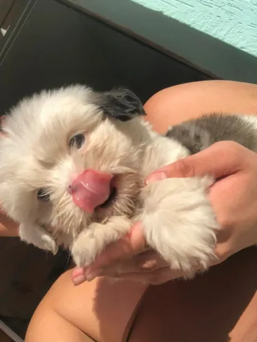 Seu novo melhor amigo pode ser um lindo Shih Tzu!