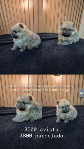 Lulu da Pomerânia Macho e Fêmea.