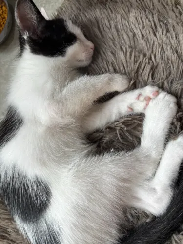 Adoação responsável gatinho 