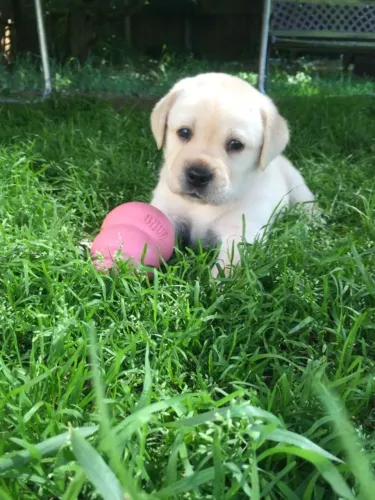 Labrador Retriever,Labrador Retriever Filhote Muito Amoroso e Dócil