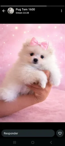 Spitz Alemão Mini Filhotes Magníficos. 