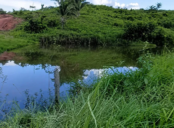 Fazenda de 46,5 Alqueires Rica em Água e Acesso Fácil em Anapu- Pa