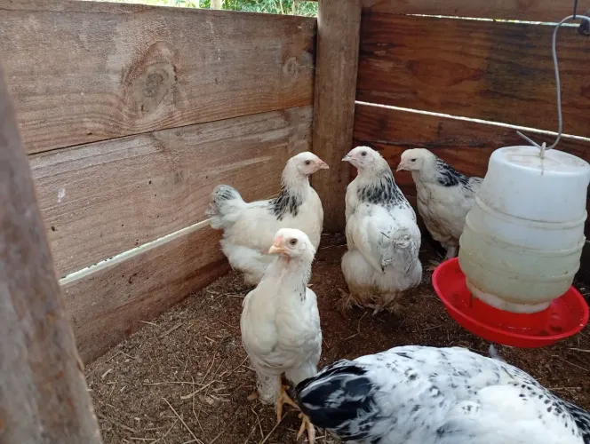 Frangas brahma