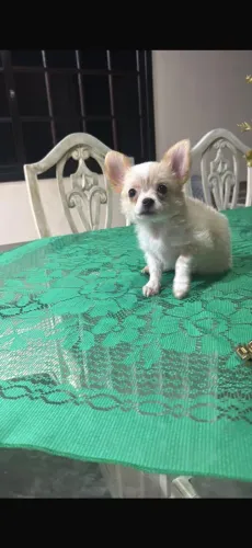 Lindo Chihuahua