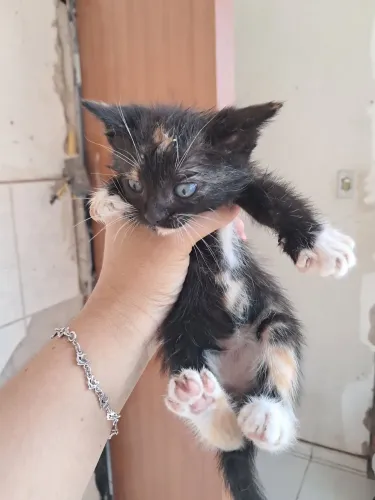 Doação gatos filhotes