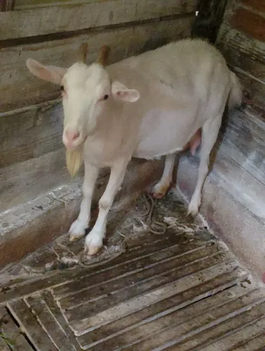 Cabra leiteira 