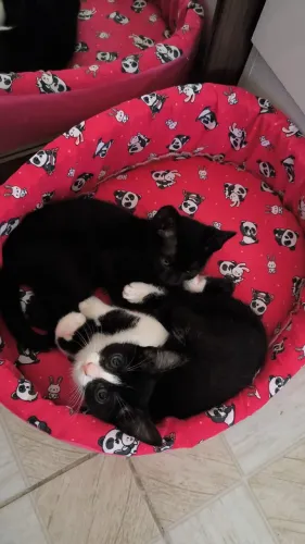 Gato para adoção 