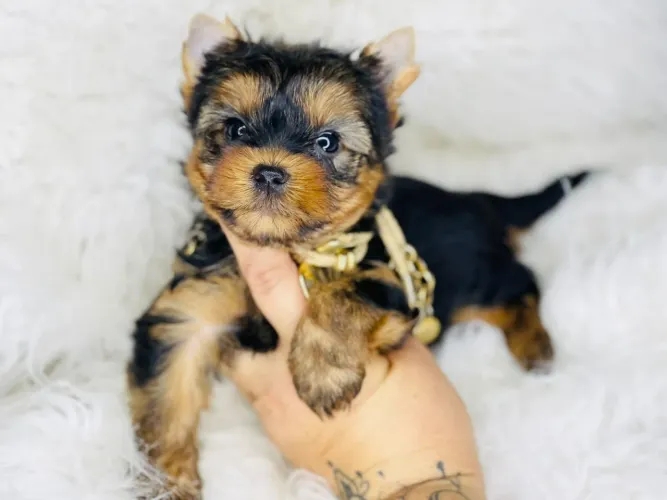 YORKSHIRE MACHO COM Pedigree 2dose da vacina