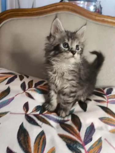 Maravilhoso Maine Coon