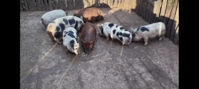 Vendo mini porco fêmea 