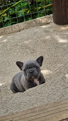 Bulldog frances Filhotes disponível