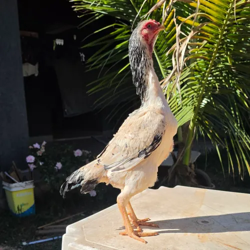 Galinha Mura