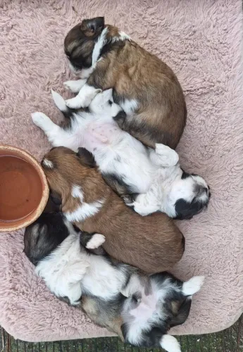 Filhotes de shih Tzu para reserva