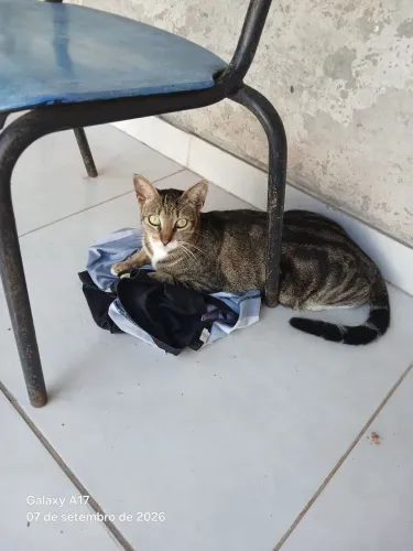 Estou doando uma gata castrada ! 