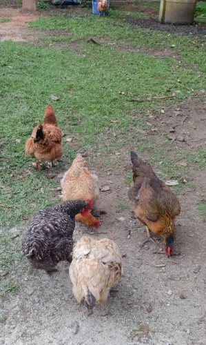 Galinhas poedeiras caipira pesadão