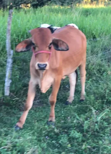 Vendo novinha nova e bonita 