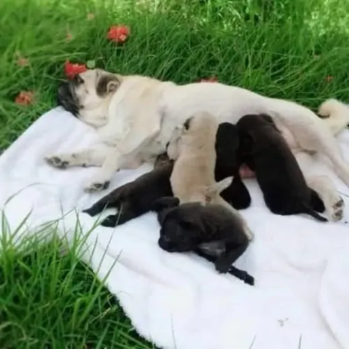 PUG FÊMEA ADULTA