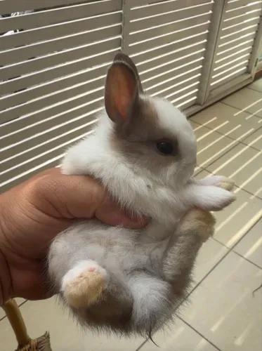 Coelho anão netherland dwarf