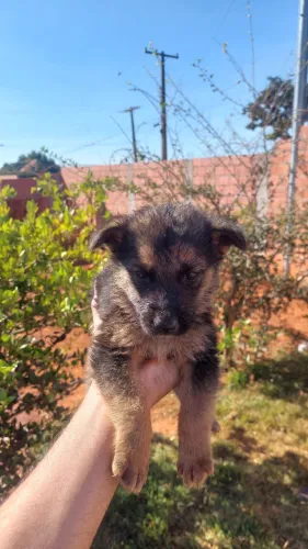 Venda-se cachorro pastor alemão..