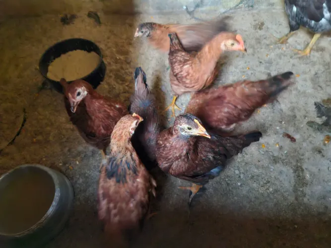 Galinha e frango Caipira