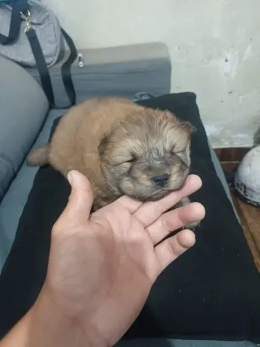 Vende se Filhote de Chow Chow