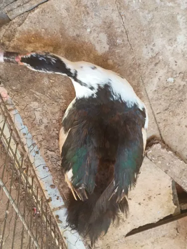 Vendo um pato