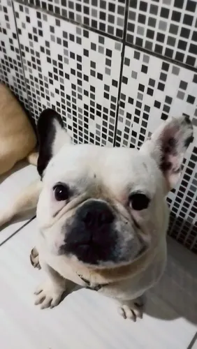 Bulldog francês