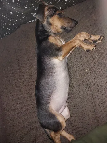 Cachorro pincher