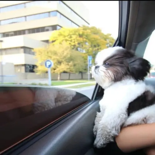 Filhote shih tzu, cheios de energia e carinho esperando por um lar!