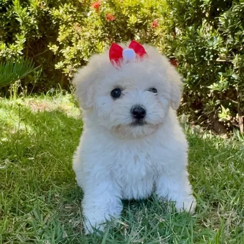 Filhote fêmea de poodle mini toy