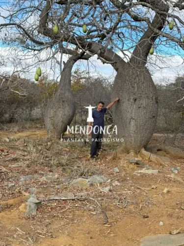 OLIVEIRA E BAOBÁS BARRIGUDAPARA PAISAGISMO